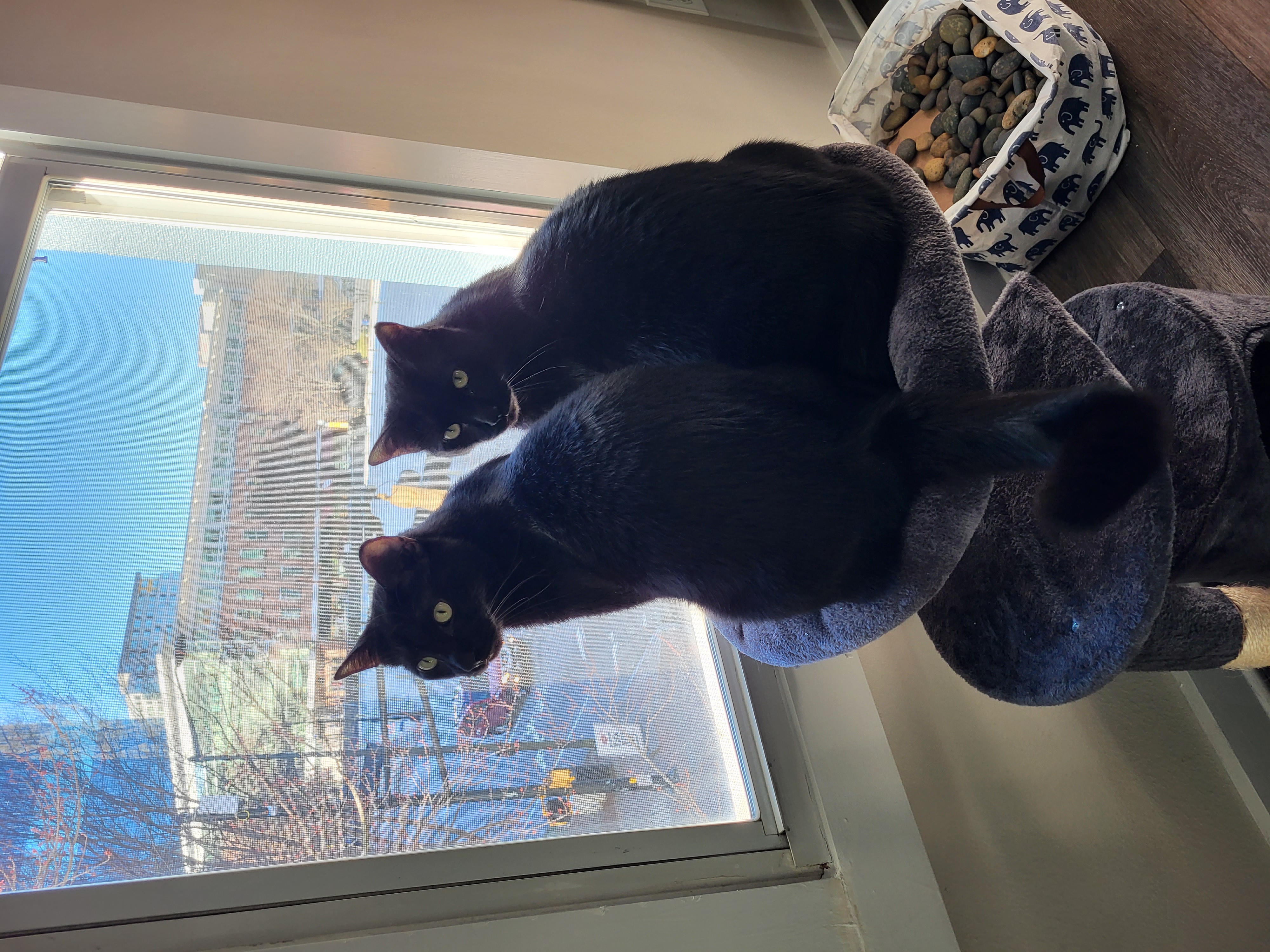 Photograph of Becca's two cats: Oscar and Mick sitting together on a perch in front of a window, looking back at the camera.