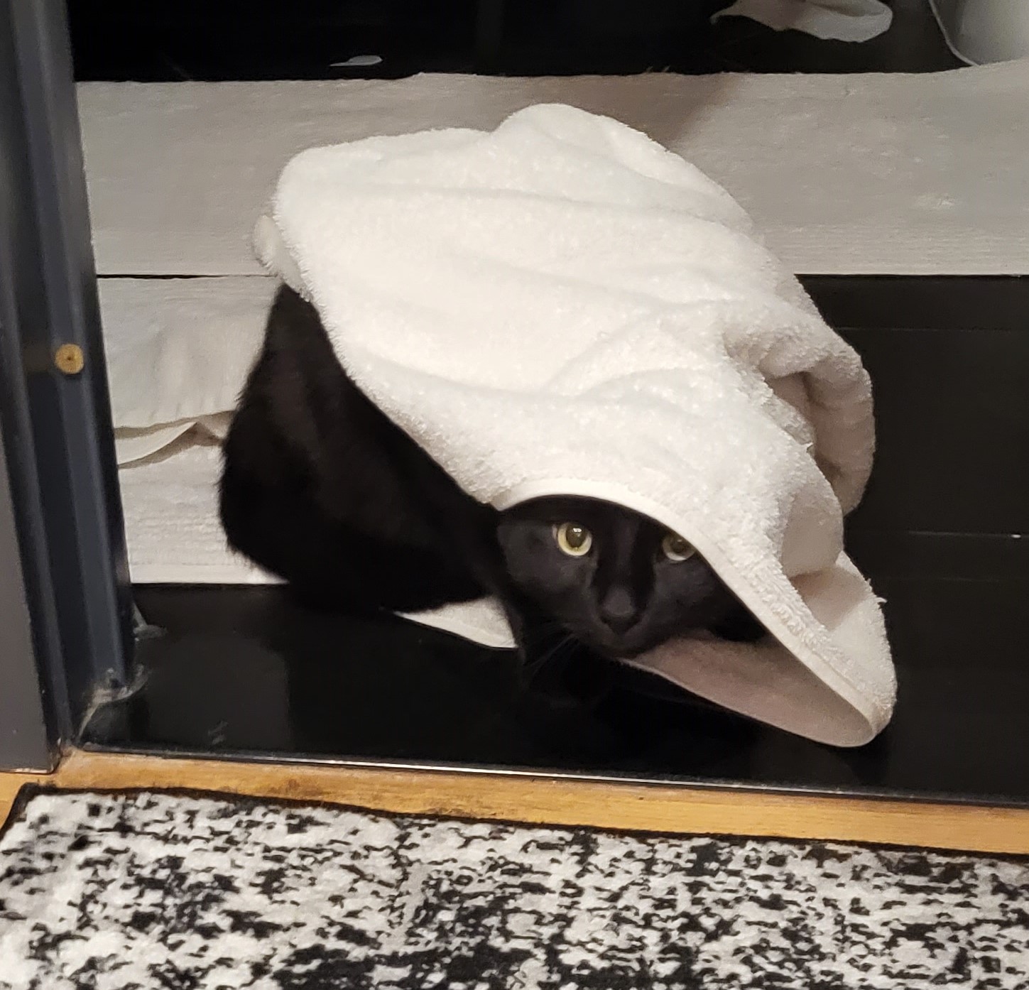 Becca's cat Oscar playing with a bath towel.